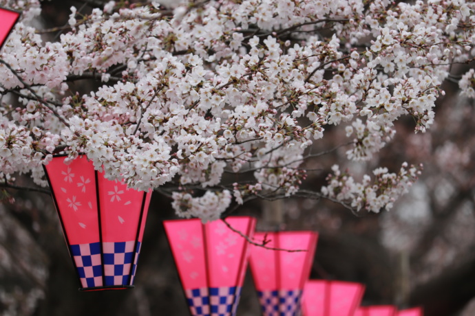 権現堂公園の桜まつりの提灯。満開の時期には「桜まつり」が開催され、多くの露店とさまざまなイベント、各地からの花見客でにぎわう