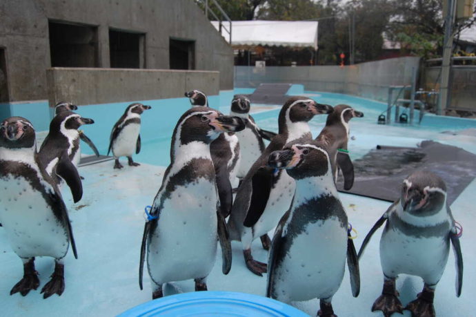 長野県須坂市にある「須坂市動物園」のフンボルトペンギン
