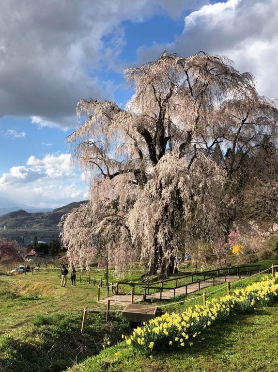 長野県高山村にある黒部のエドヒガン桜