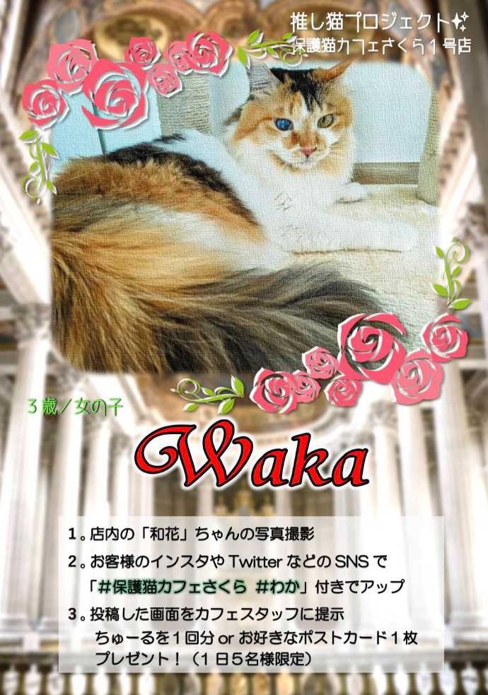 保護猫カフェさくらの推し猫プロジェクトのポスター