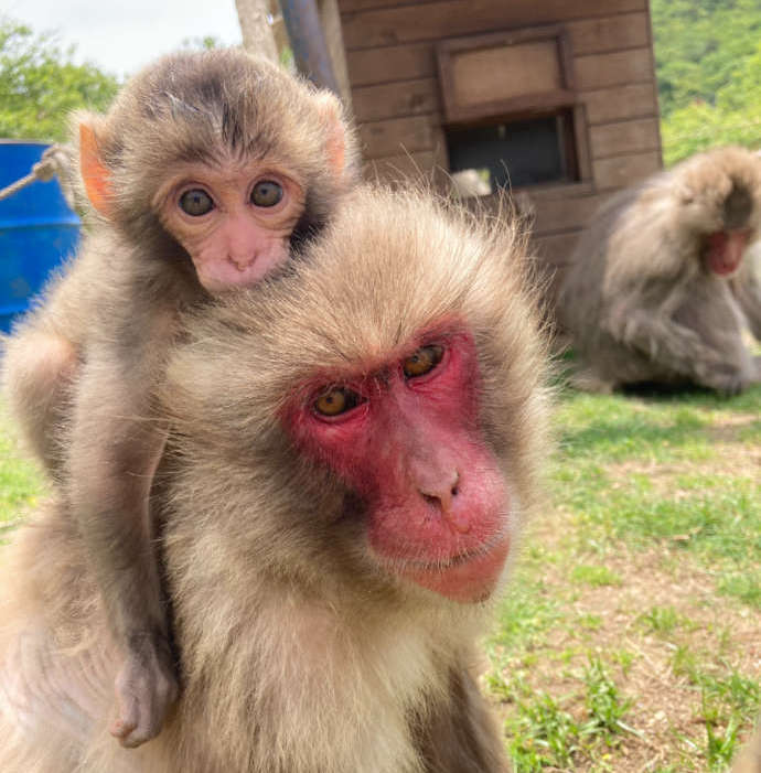 「銚子渓自然動物園 お猿の国」の猿の親子