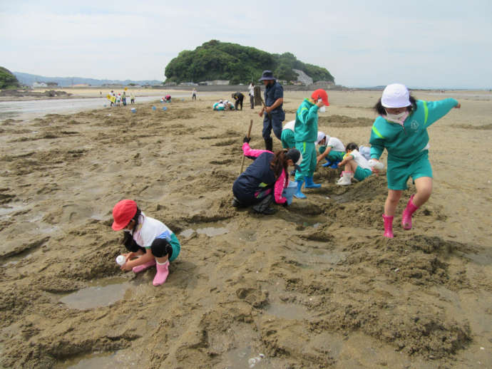 海で「まて貝」掘りをする小学生と地域の大人