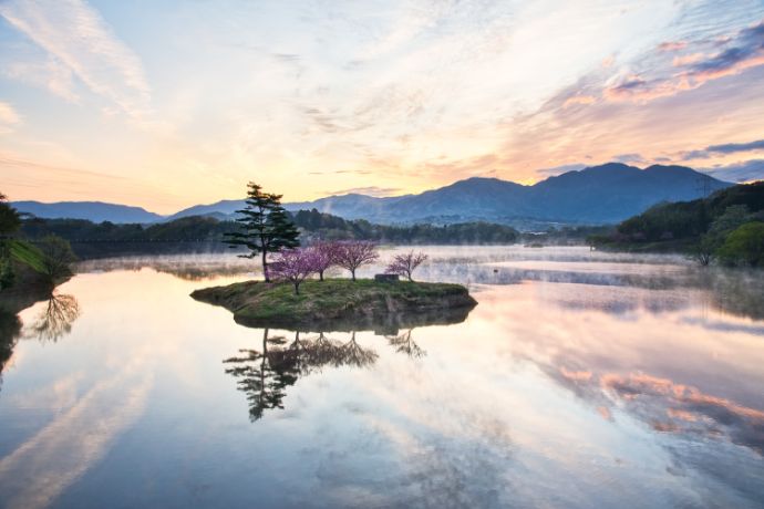 日野川ダムの浮島の桜