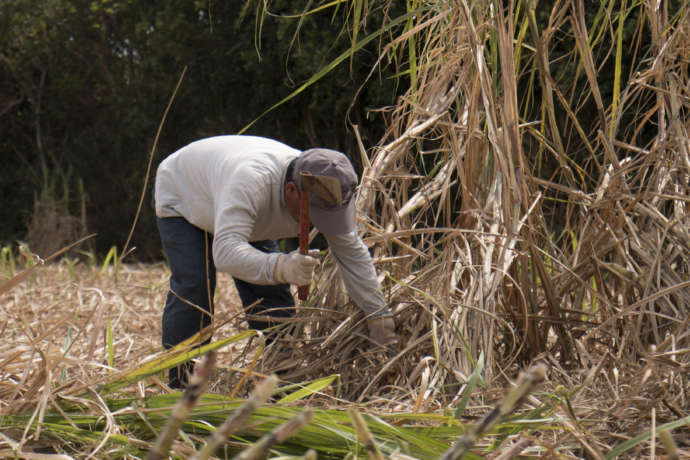 伊仙町でのサトウキビ収穫の様子