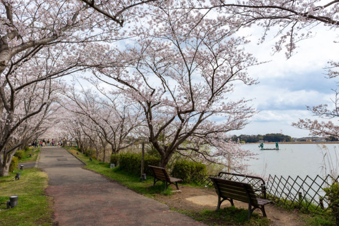 手賀沼公園の遊歩道に並ぶ桜の木々