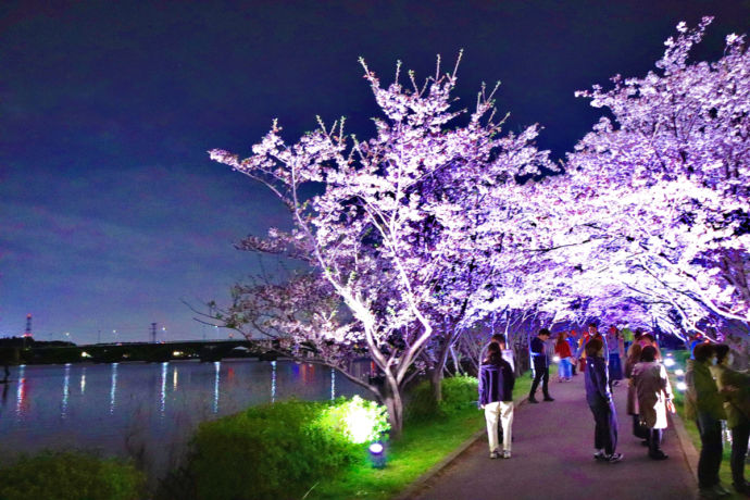 手賀沼公園の桜のライトアップ