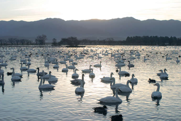 瓢湖で白鳥が泳ぐ風景