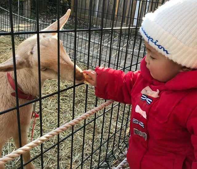 愛知県にある「愛知牧場」どうぶつ広場で動物と触れ合う子ども