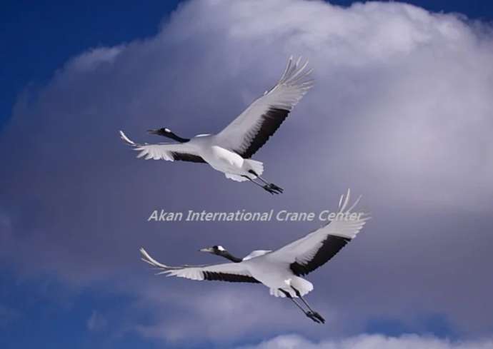 「阿寒国際ツルセンター」で観察できるタンチョウたち（二羽で青空の中を飛翔）
