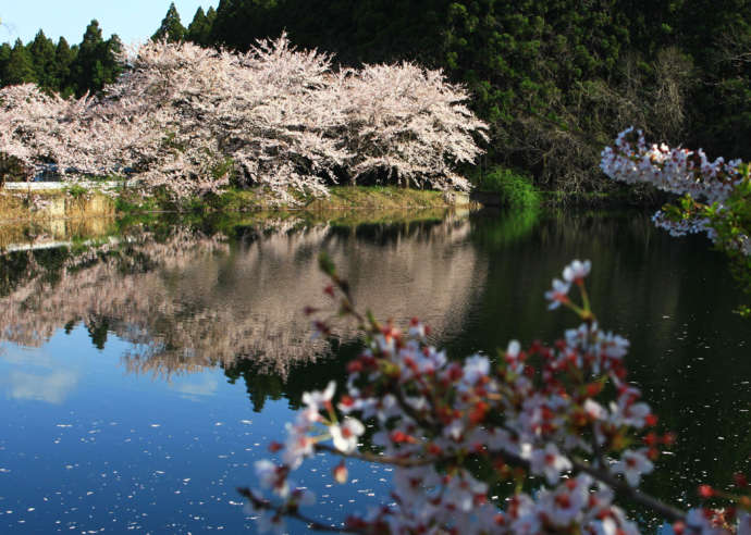 福島県会津坂下町の高寺堤の桜