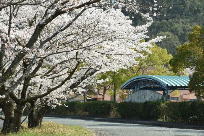 村役場周辺の桜並木