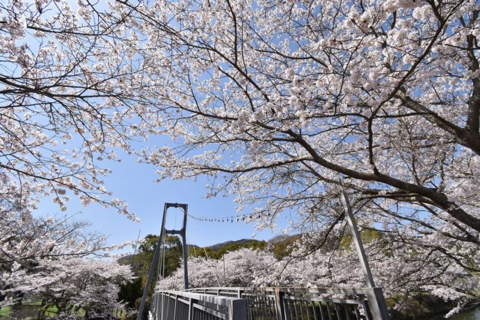 桜の季節の今川公園キャンプ場