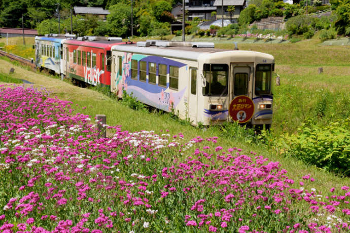 野の花が美しく咲く中を走る明知鉄道車両