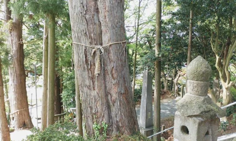 田村神社の縁結びにあやかる木である「二本の杉が一本になった杉の木」