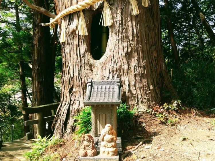 田村神社で見られる樹洞のある杉の木