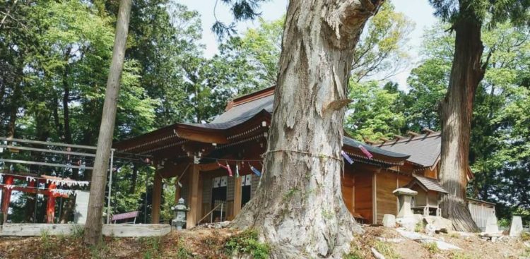 田村神社の本殿と境内のケヤキの木