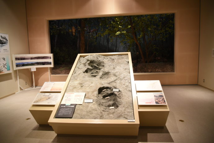 入間川で発見されたアケボノゾウの足跡化石