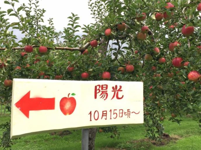 広島県庄原市でりんご狩りができる青才りんご園