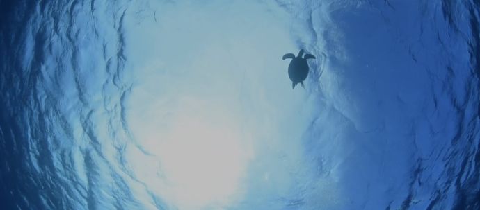 「東京都八丈島ダイビングショップアラベスク」のスタッフが撮ったアオウミガメの写真