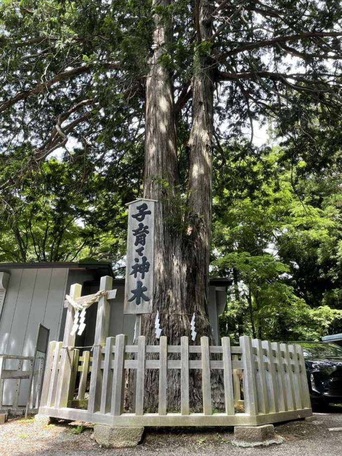 新倉富士浅間神社境内にある子育て神木