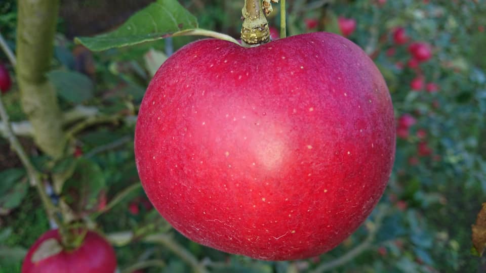 荒牧りんご園で収穫できるりんごはどんな品種のものですか