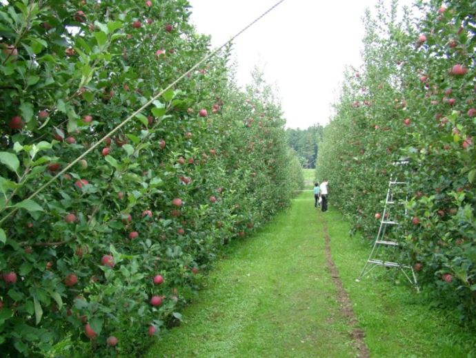 荒牧りんご園で収穫できる美味しいりんごの見分け方を教えてください