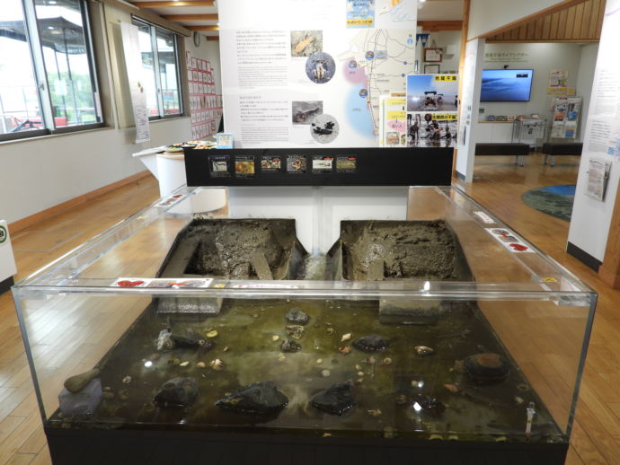荒尾干潟・水鳥湿地センターの干潟水槽展示