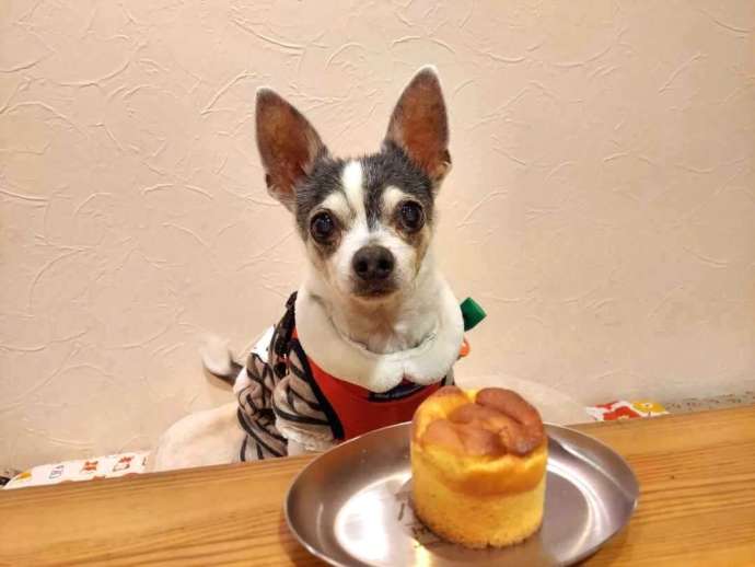 京都府京都市中央区の「わんこDeli ＆ cafe Rui」でケーキを食べる犬