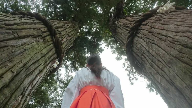 別府市にある「八幡朝見神社」の夫婦杉を巫女が見上げている