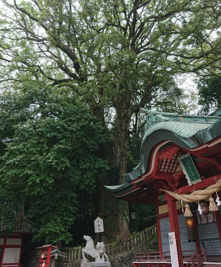 大分県別府市にある「八幡朝見神社」の樹齢1000年をこえる御神木