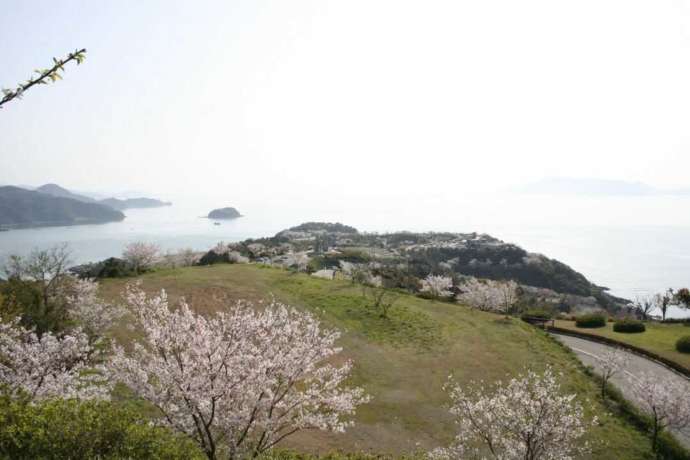 春は河津桜が楽しめる御立岬公園