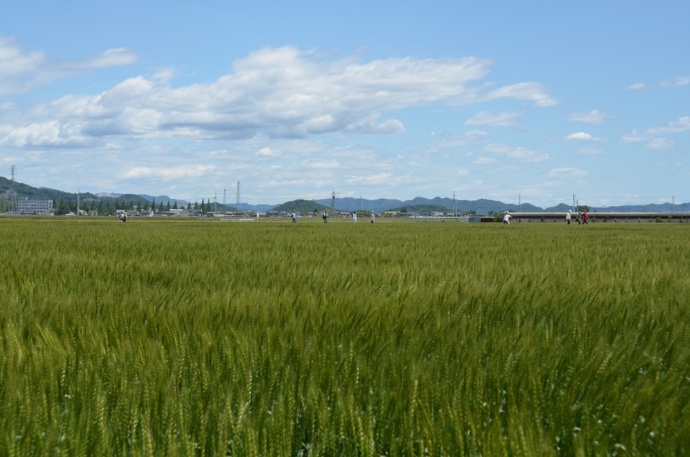 栃木県足利市の田園風景