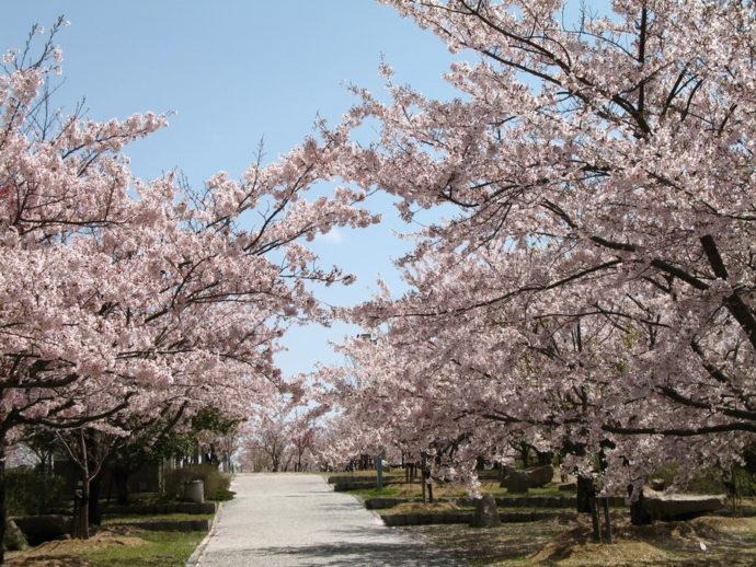 兵庫県立淡路島公園にある県民の森で桜が満開の様子