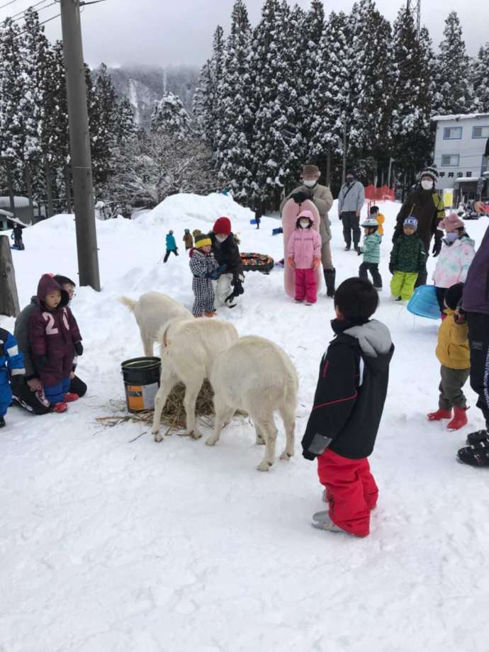 あわすのスキー場のキッズパークでヤギとふれ合う子供たち