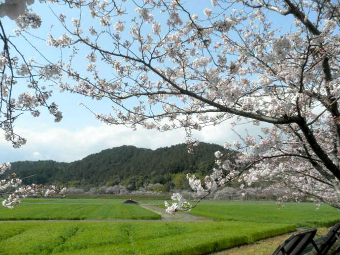 桜と安土山