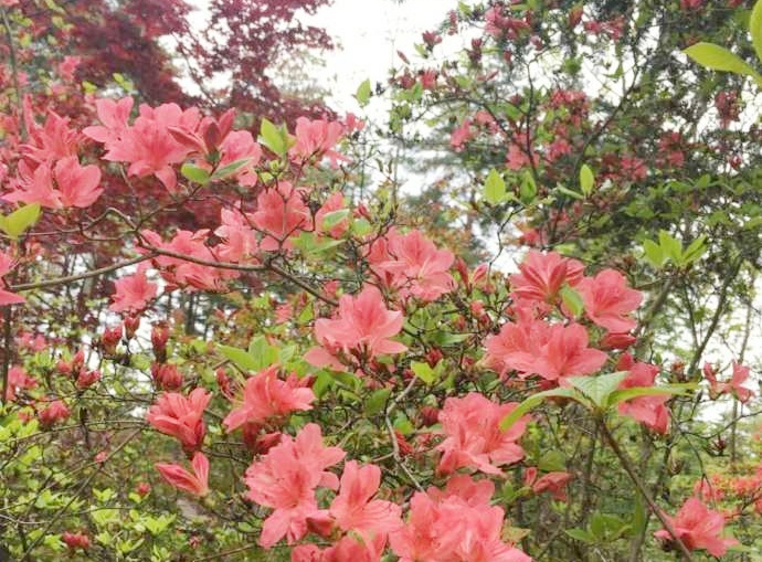 安曇野山岳美術館周辺の庭に咲くヤマツツジ
