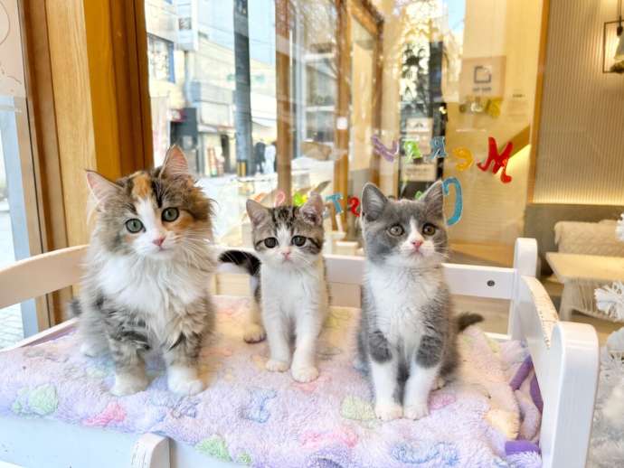 「Fluffy’s cafe」の子猫たち