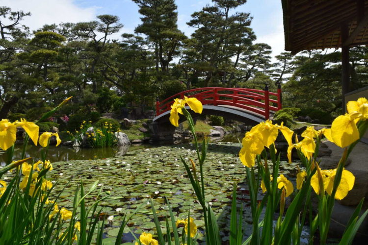 香川県丸亀市にある中津万象園・丸亀美術館の花々