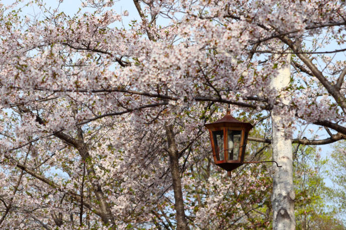 美唄市にある「東名公園」に咲いた桜