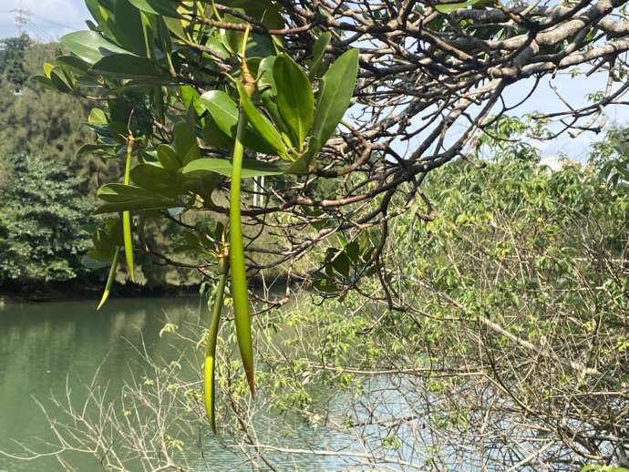 沖縄県中頭郡嘉手納町にある「ブルーフィールド」のツアーで見つけたマングローブ種