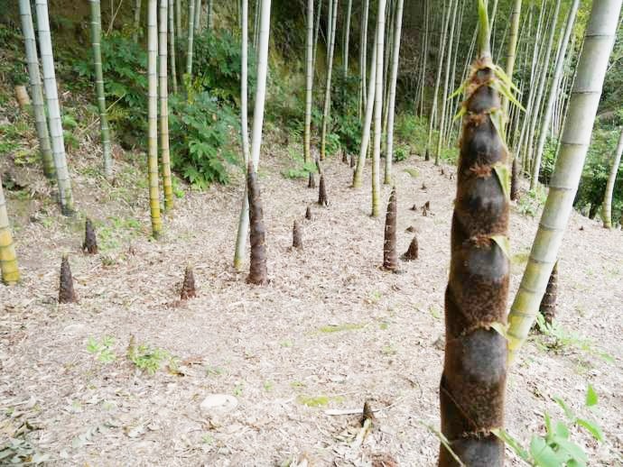 茂原牡丹園の竹やぶに生えているタケノコ