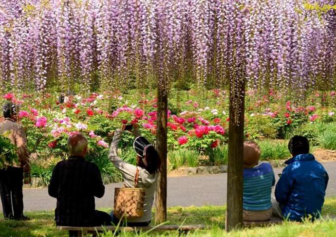 「花と泉の公園」内に設置された藤棚と満開の藤・牡丹の花