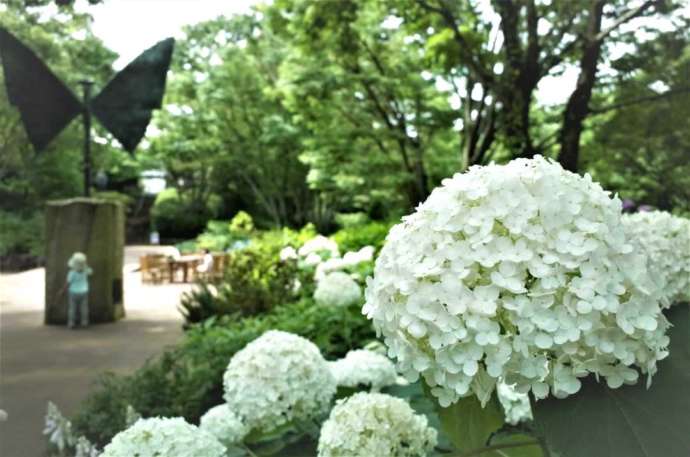 静岡県長泉町の「ベルナール・ビュフェ美術館」の周辺にある花・アナベル