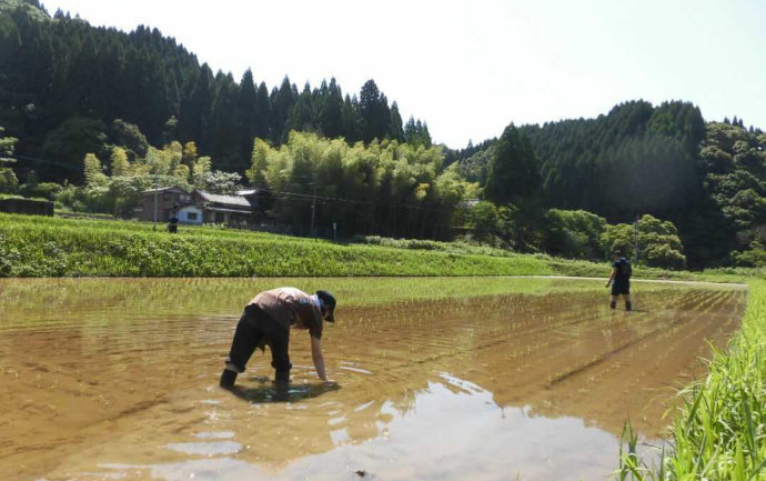 大分県佐伯市の農家の人が酒米の田植えをしている様子
