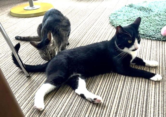 「保護猫カフェ ヘミングウェイ」でリラックスした姿を見せる猫たち