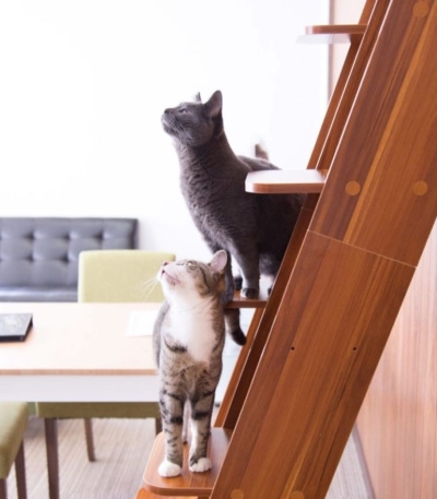 「保護猫カフェ ヘミングウェイ」の猫たちが階段にのぼる姿