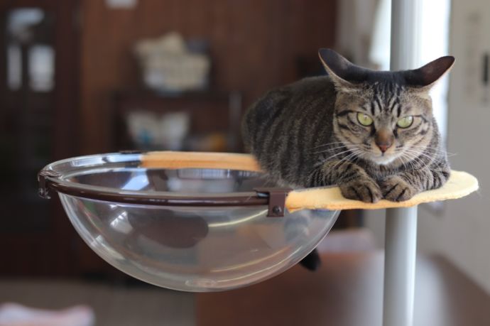 「保護猫カフェ ヘミングウェイ」で出会える譲渡対象の猫