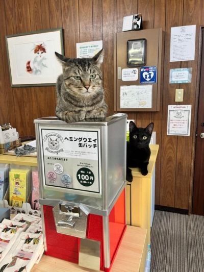 「保護猫カフェ ヘミングウェイ」の物販コーナーでくつろぐ猫たち