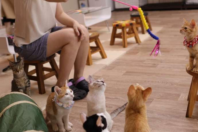 ねこかつ川越店に在籍している猫たち