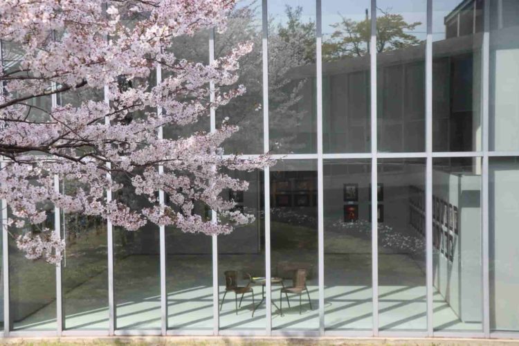 富山県高岡市にあるミュゼふくおかカメラ館の庭園にある桜